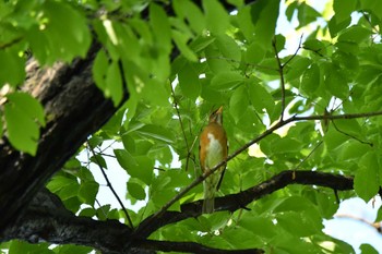 Brown-headed Thrush Shakujii Park Thu, 4/25/2024