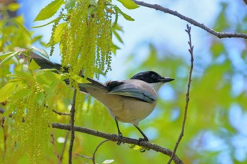 Azure-winged Magpie 近所 Wed, 4/17/2024