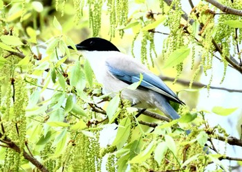 Azure-winged Magpie 近所 Wed, 4/17/2024