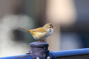 Japanese Bush Warbler 金ヶ崎公園(明石市) Fri, 3/22/2024