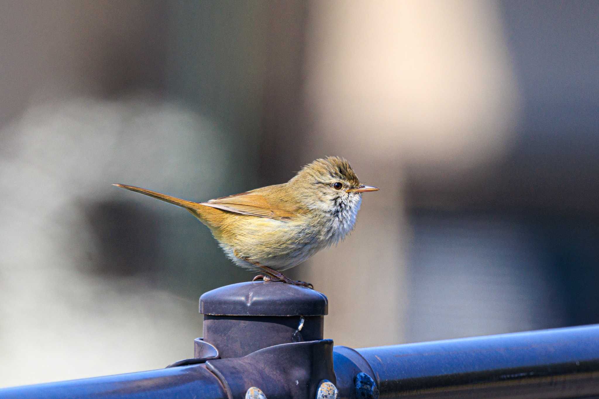 Photo of Japanese Bush Warbler at 金ヶ崎公園(明石市) by ときのたまお