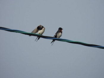 Barn Swallow 三重県名張市 Fri, 4/26/2024