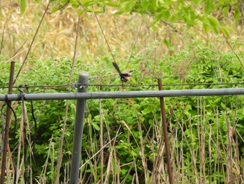 Bull-headed Shrike 三重県名張市 Fri, 4/26/2024