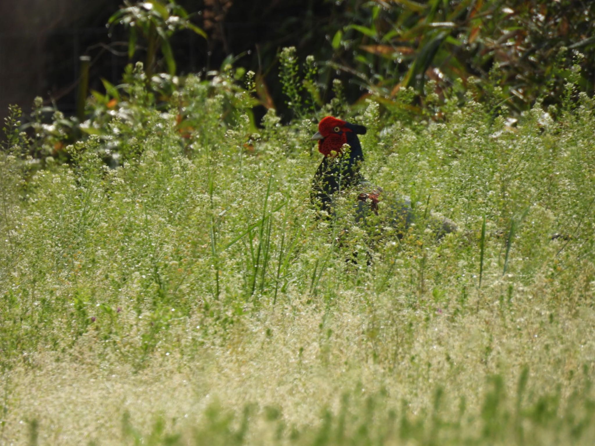 Photo of Green Pheasant at 三重県名張市 by ぷちな