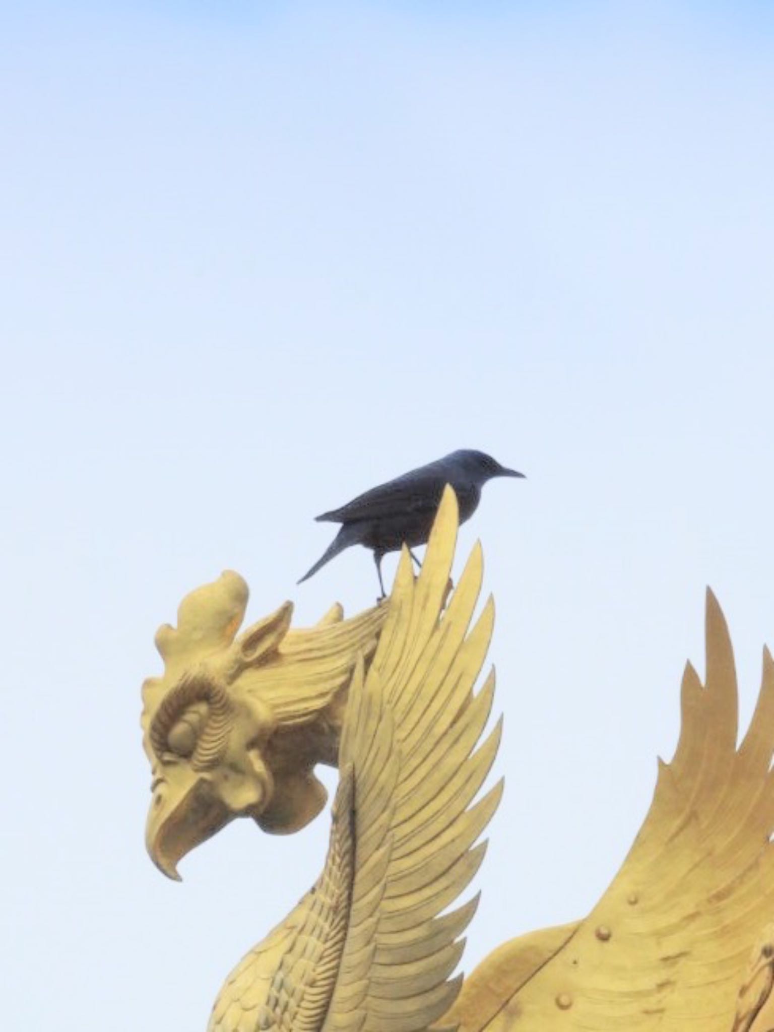 Photo of Blue Rock Thrush at 平等院 by ぷちな