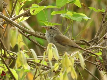 Japanese Bush Warbler 三重県名張市 Fri, 4/26/2024