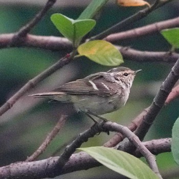 Chinese Leaf Warbler Tham Pla National Park Tue, 4/9/2024