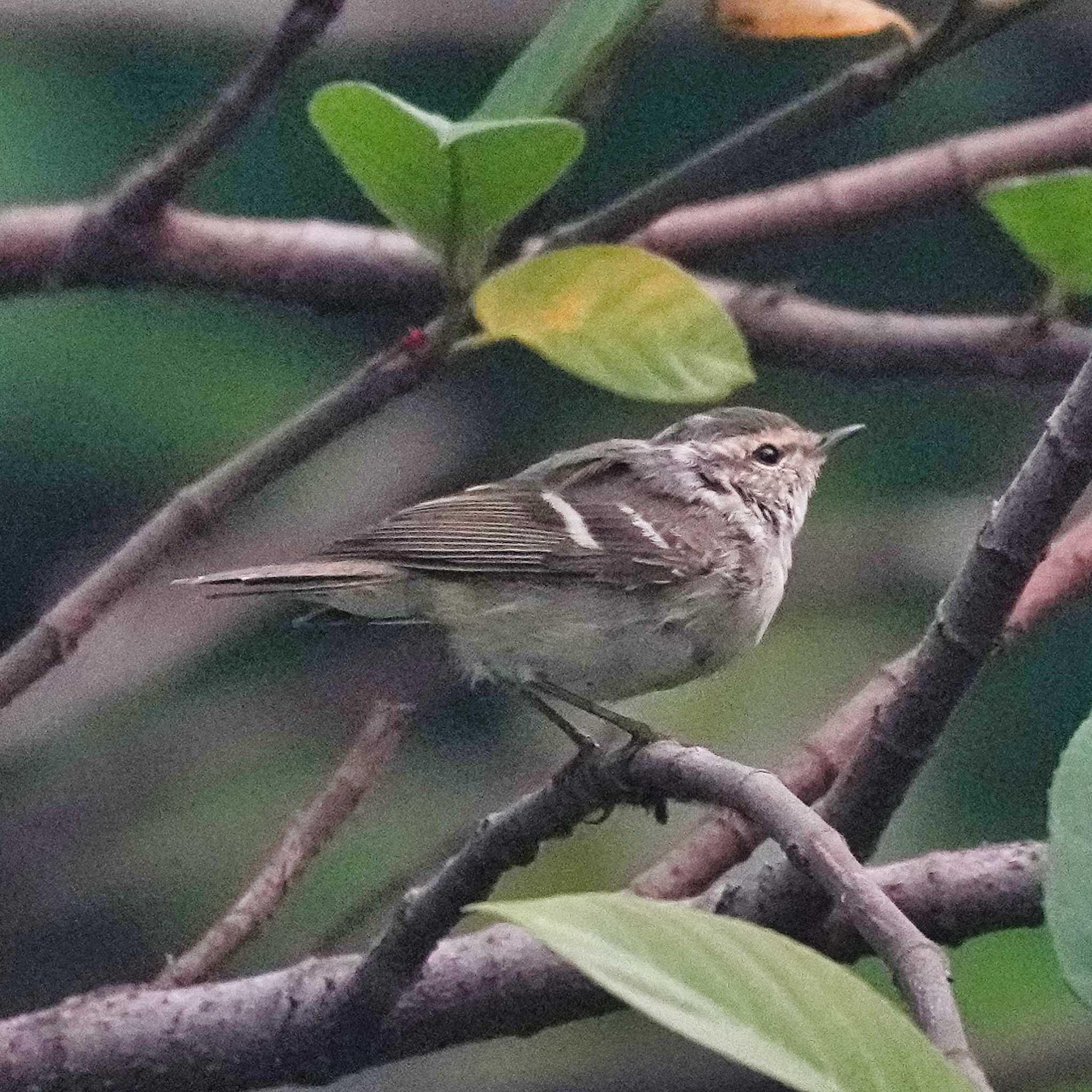 Photo of Chinese Leaf Warbler at Tham Pla National Park by span265