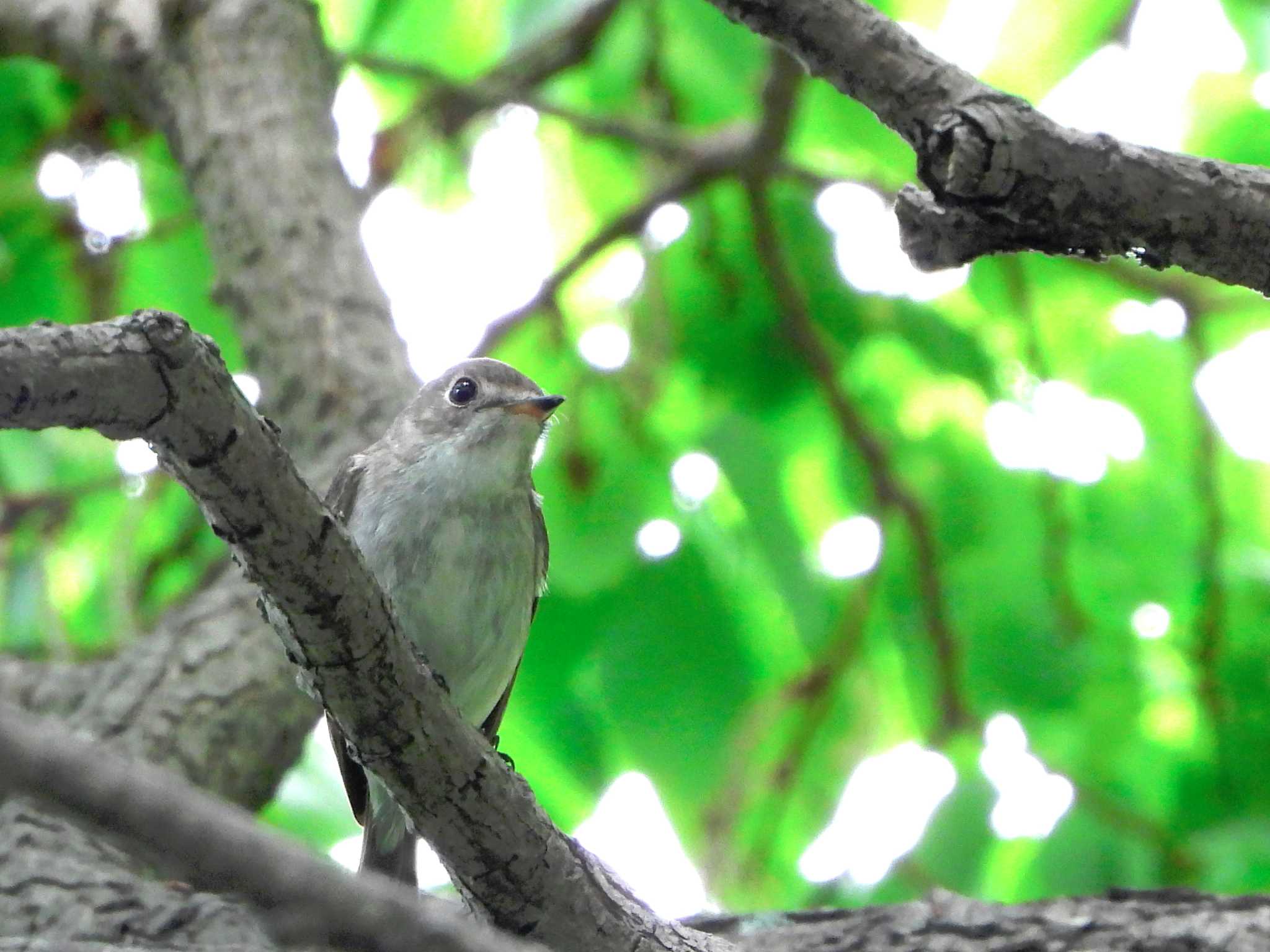 Asian Brown Flycatcher