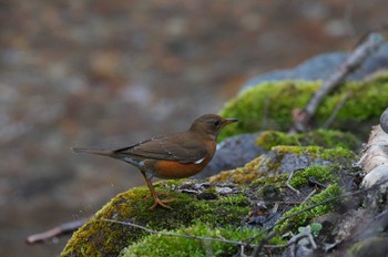 Brown-headed Thrush 長野県 Sun, 4/21/2024