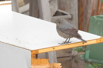 Blue Rock Thrush 愛知県 Wed, 4/24/2024