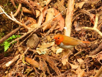 Japanese Robin 日向渓谷 Sat, 4/20/2024