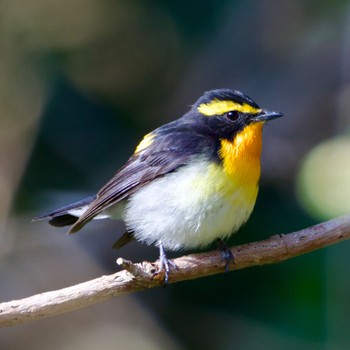 Narcissus Flycatcher 山形県 Sun, 4/21/2024