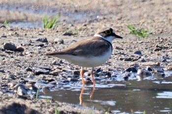 Little Ringed Plover 愛媛県 Thu, 4/25/2024