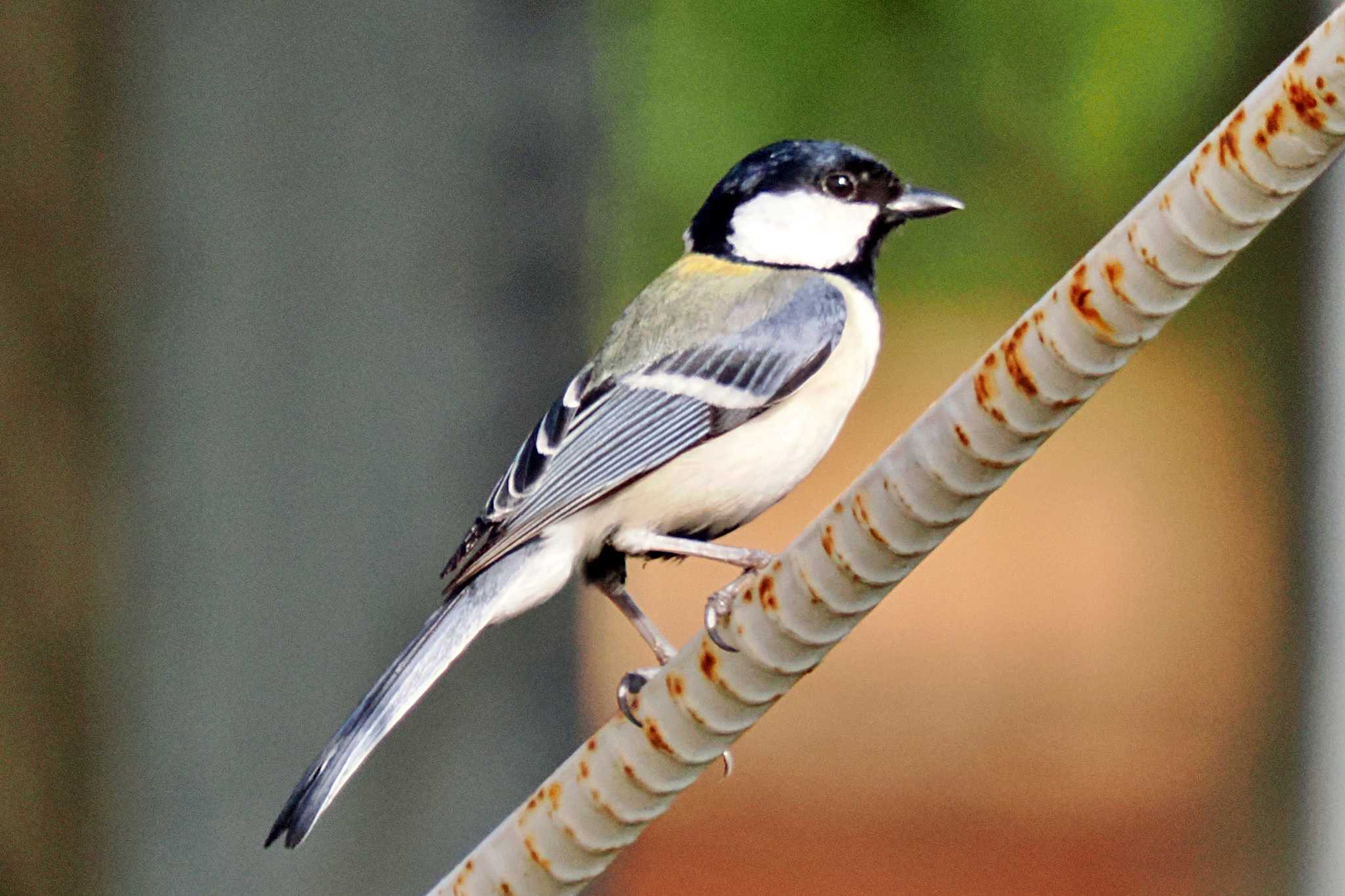 Photo of Japanese Tit at 愛媛県 by 藤原奏冥