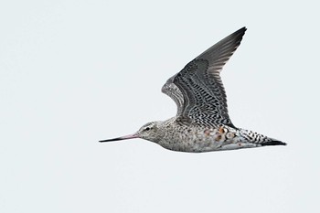 Bar-tailed Godwit Sambanze Tideland Sun, 4/21/2024