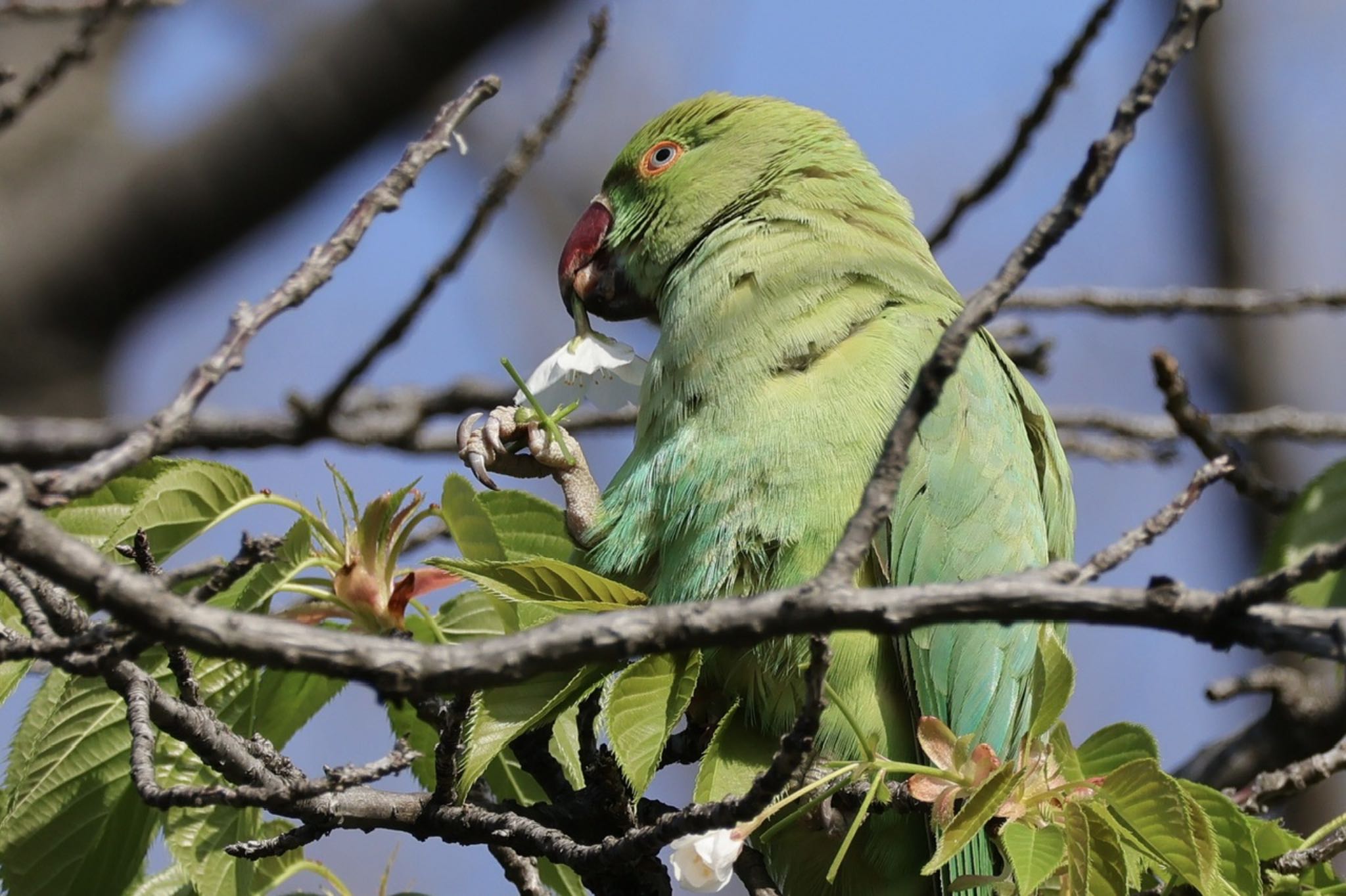 Indian Rose-necked Parakeet