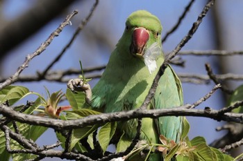 Indian Rose-necked Parakeet 近所 Thu, 4/11/2024