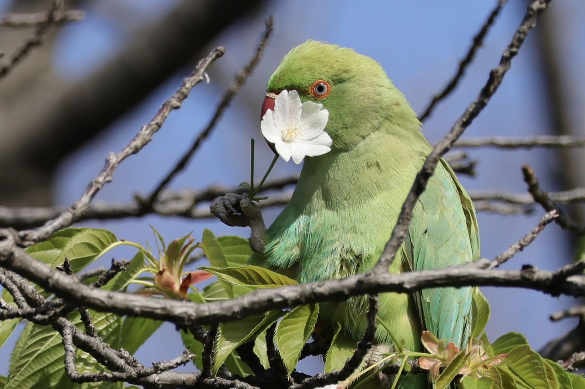 Indian Rose-necked Parakeet