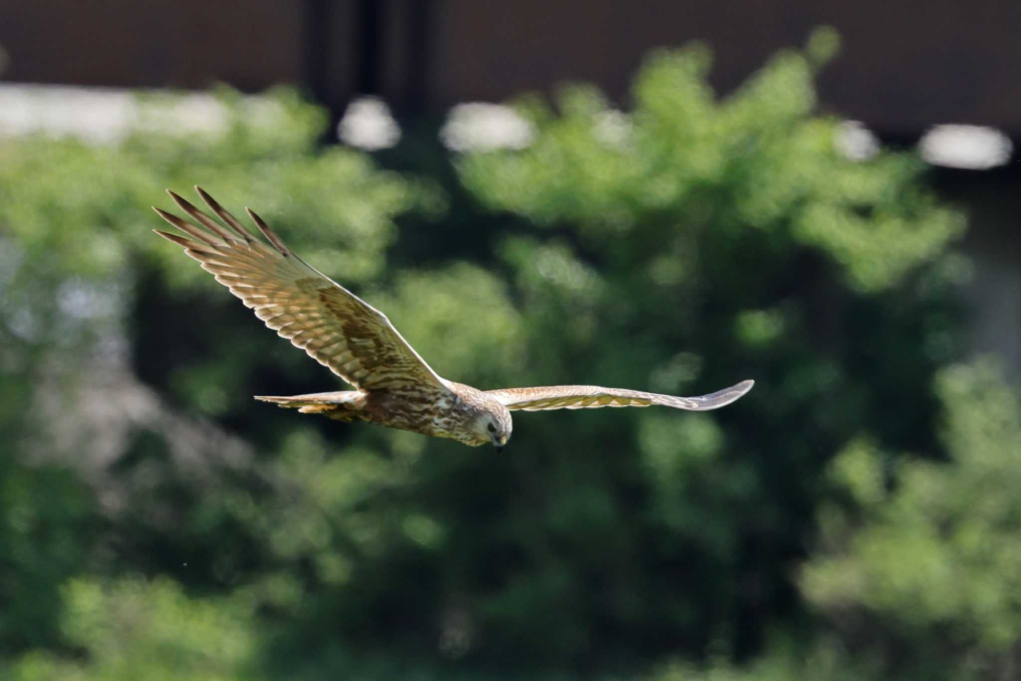 Eastern Marsh Harrier