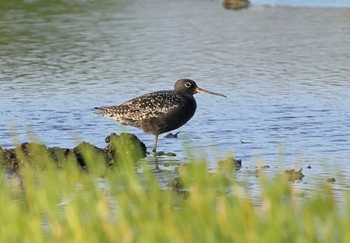 2024年4月25日(木) 稲敷市の野鳥観察記録