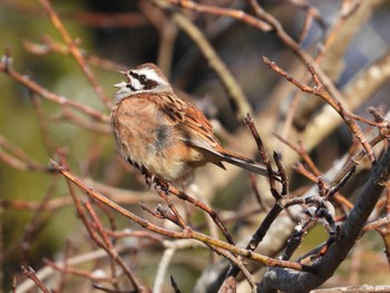 Meadow Bunting 深田記念公園 山梨県韮崎市 Sat, 2/24/2024