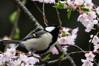 シジュウカラ 埼玉県民の森 2024年4月16日(火)