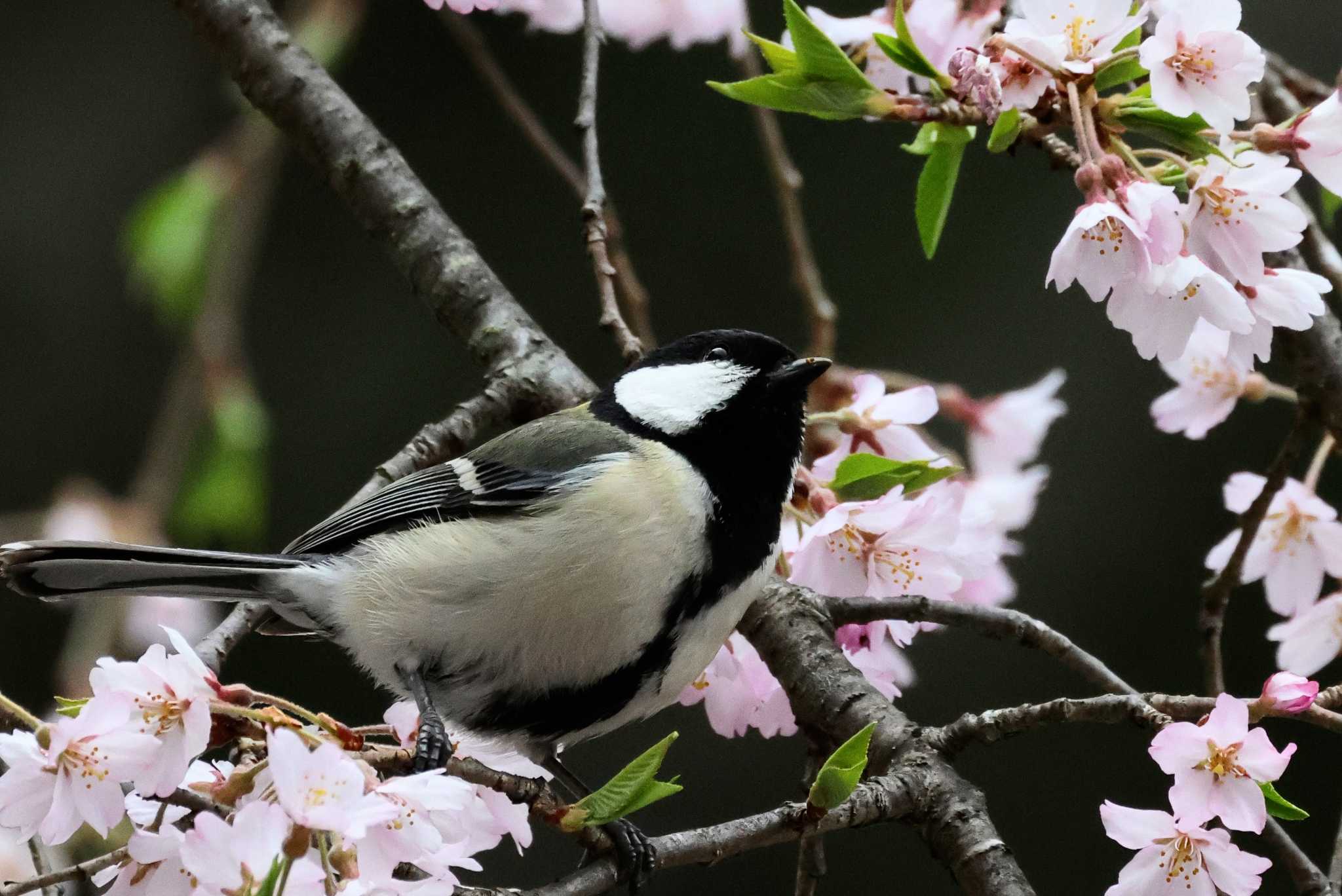 Photo of Japanese Tit at Saitama Prefecture Forest Park by ひろ