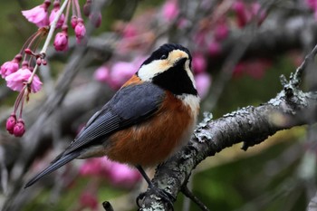 Varied Tit Saitama Prefecture Forest Park Tue, 4/16/2024