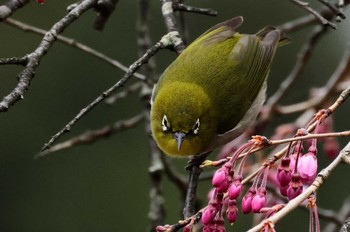 Warbling White-eye Saitama Prefecture Forest Park Tue, 4/16/2024