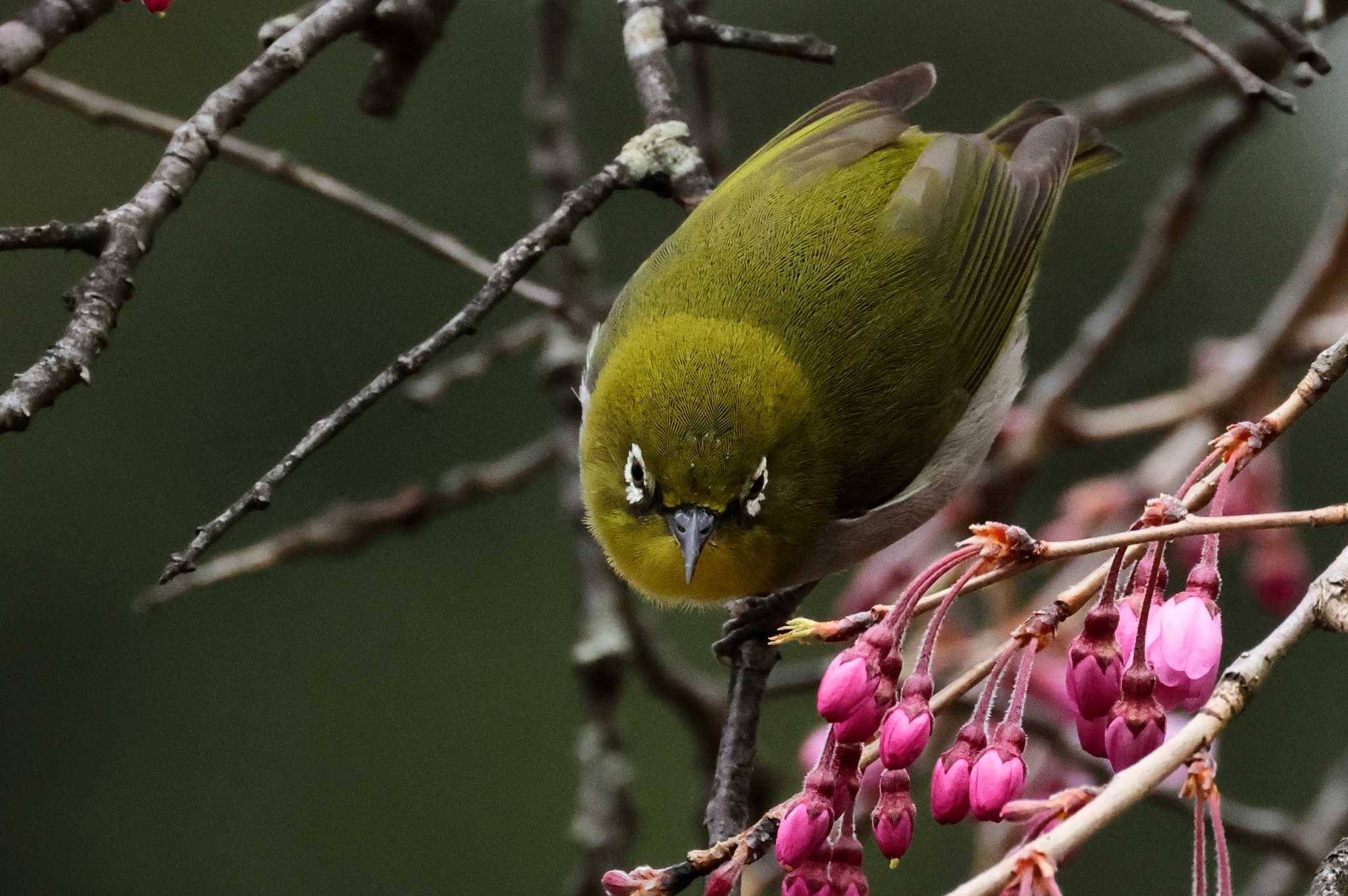 Photo of Warbling White-eye at Saitama Prefecture Forest Park by ひろ