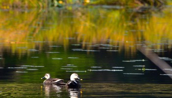 Eastern Spot-billed Duck 鶴ヶ池 Sun, 4/14/2024