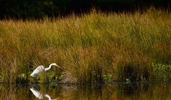 Great Egret 鶴ヶ池 Sun, 4/14/2024