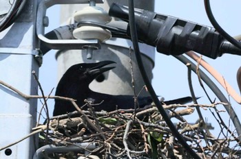 Carrion Crow 近所 Fri, 4/26/2024