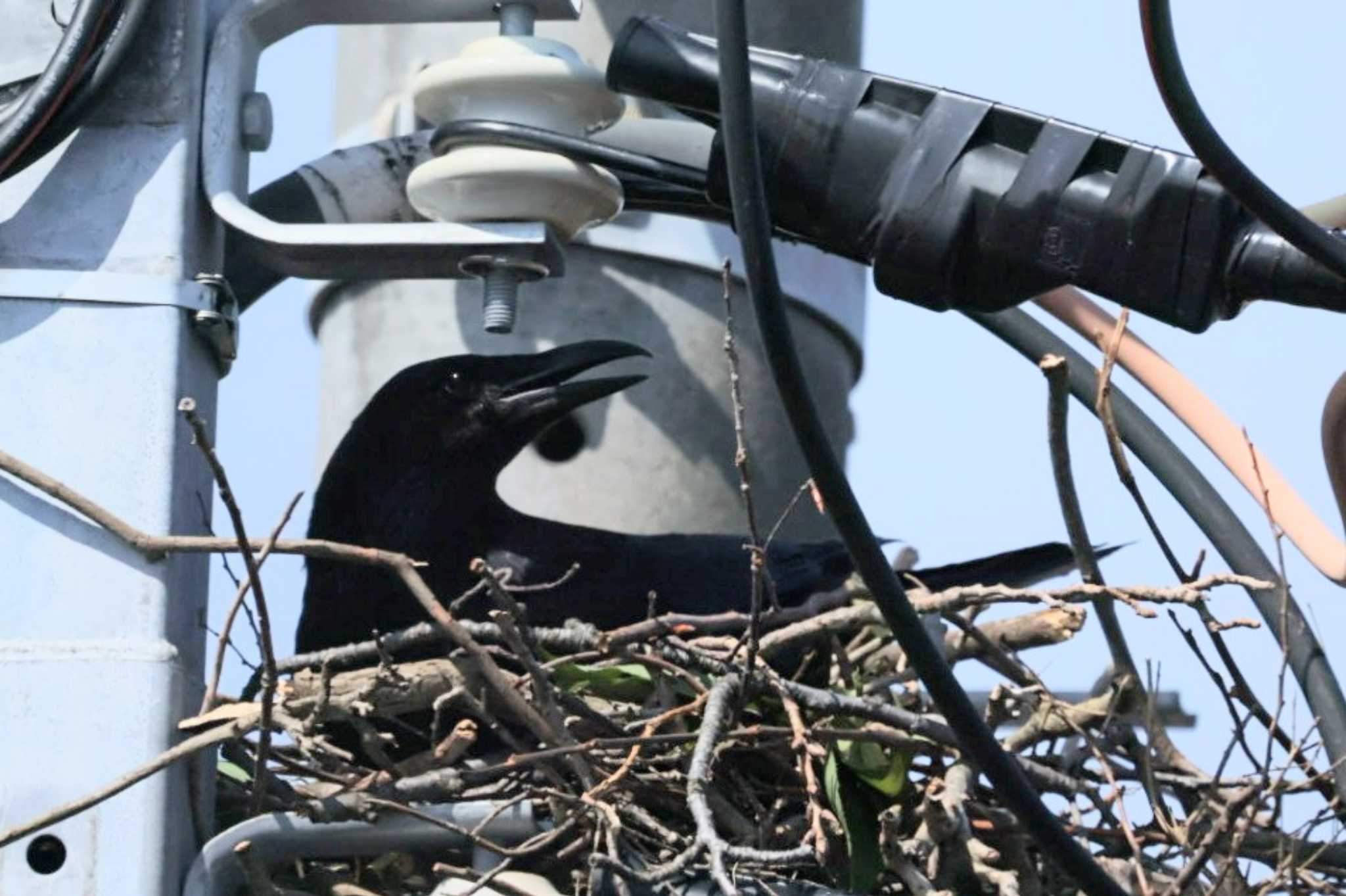 Photo of Carrion Crow at 近所 by カルル