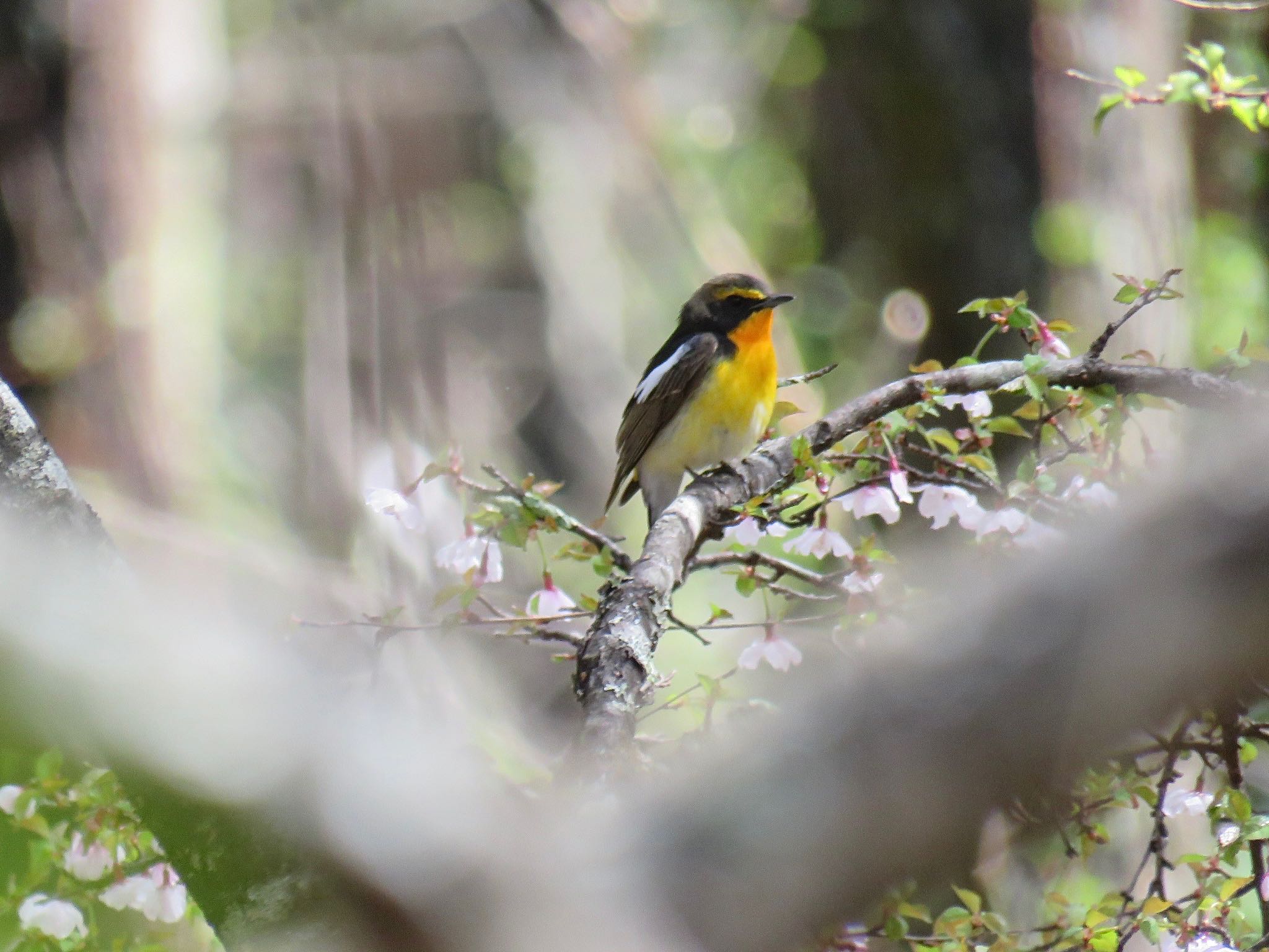 Photo of Narcissus Flycatcher at 富士山  by tobassaw