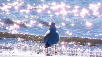 Black-headed Gull お台場海浜公園 Sun, 12/30/2018