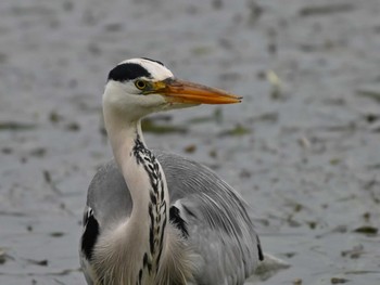 Grey Heron 江津湖 Fri, 4/26/2024