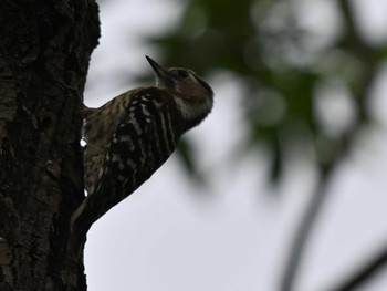 Japanese Pygmy Woodpecker 江津湖 Fri, 4/26/2024