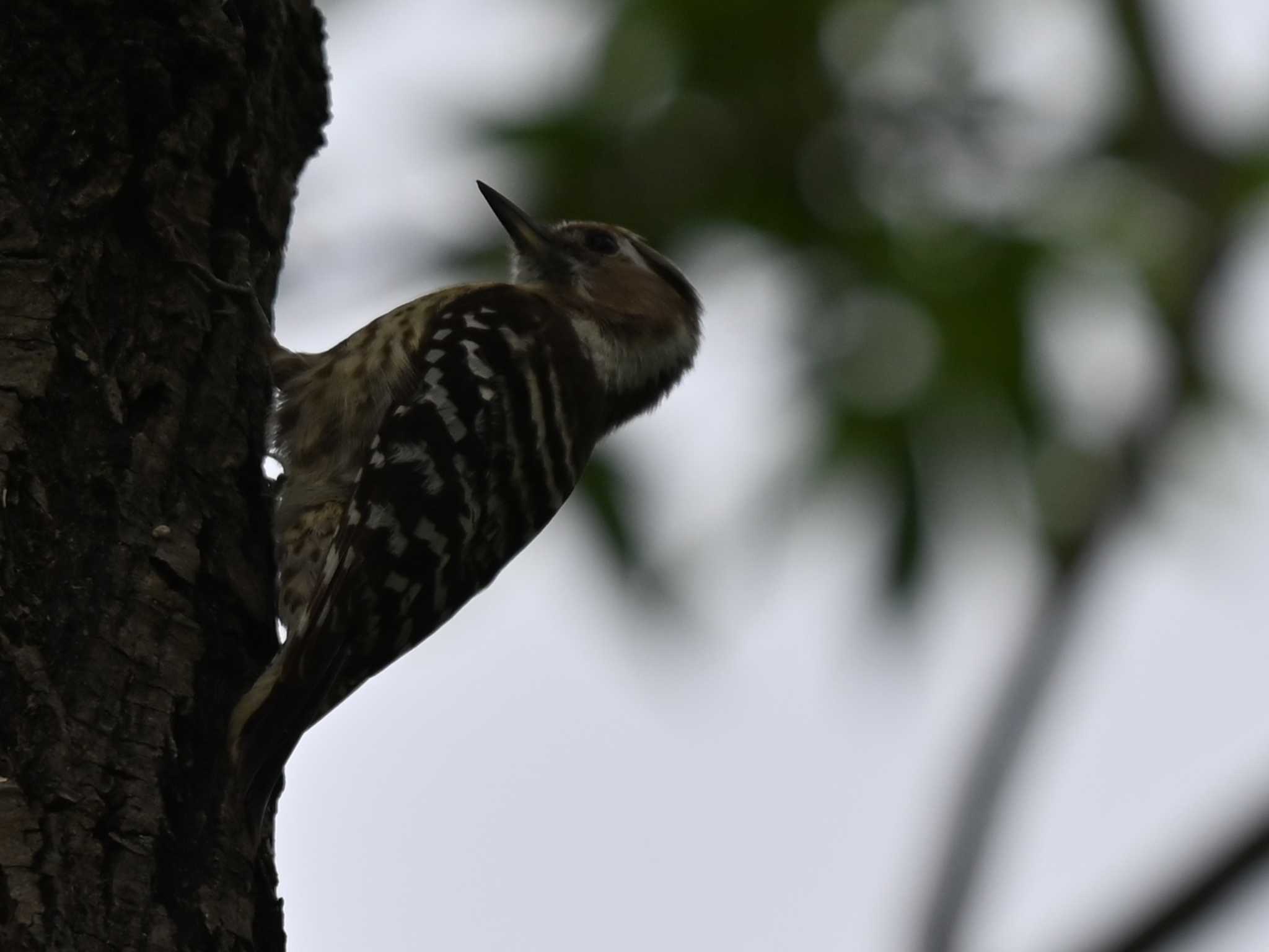 Photo of Japanese Pygmy Woodpecker at 江津湖 by jo6ehm