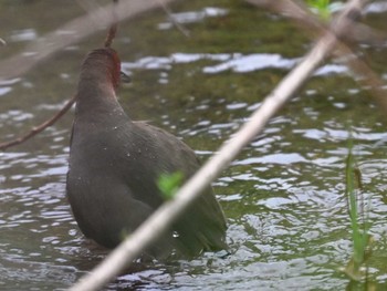 Ruddy-breasted Crake 江津湖 Fri, 4/26/2024