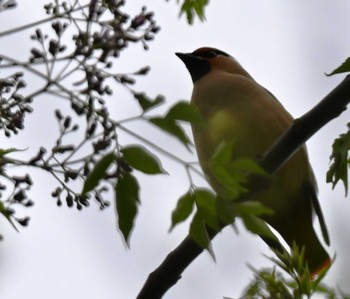 Japanese Waxwing 江津湖 Fri, 4/26/2024