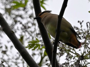 Japanese Waxwing 江津湖 Fri, 4/26/2024