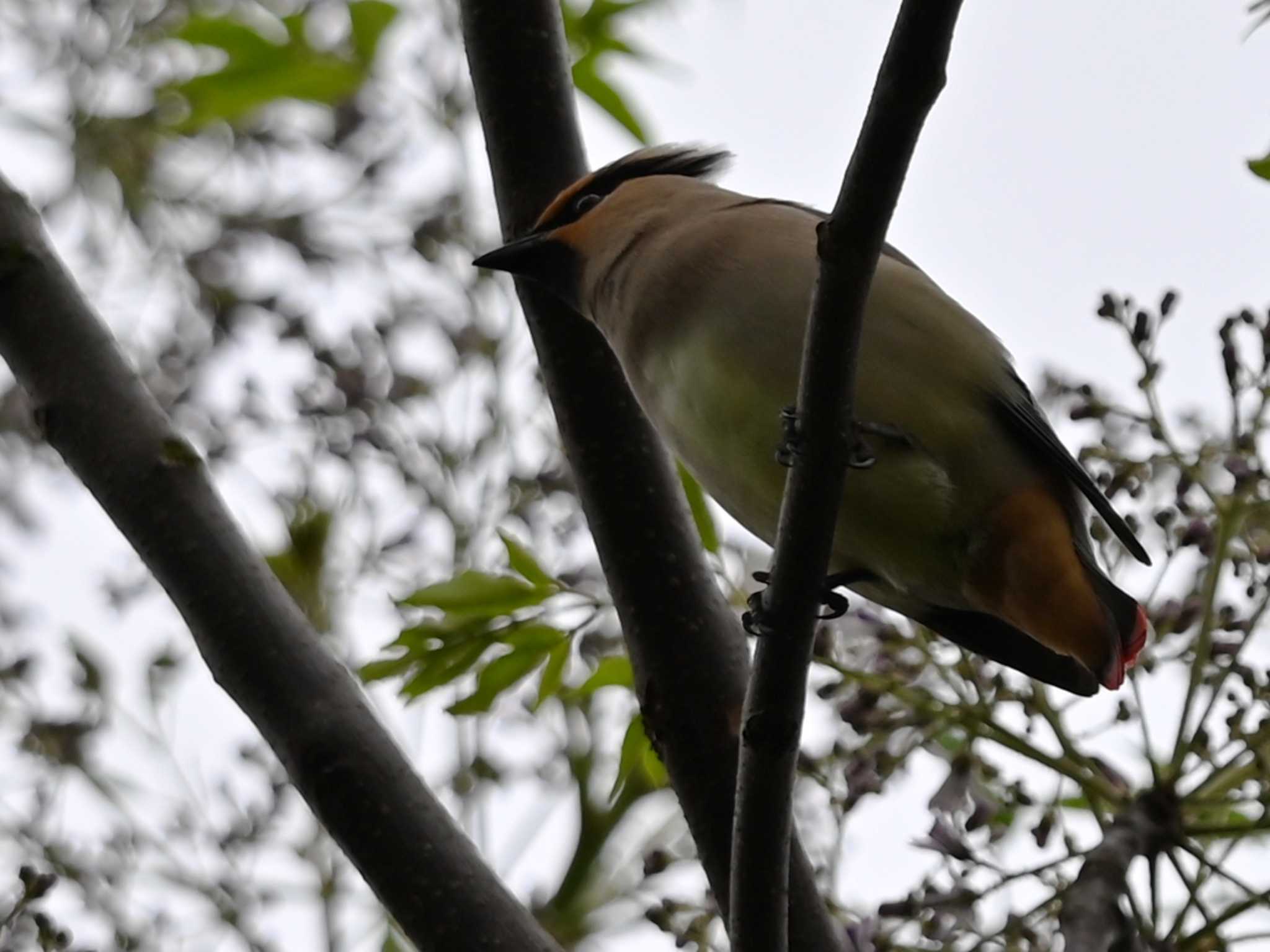 Photo of Japanese Waxwing at 江津湖 by jo6ehm