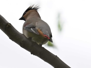 Japanese Waxwing 江津湖 Fri, 4/26/2024