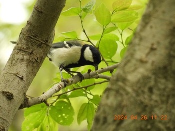 Japanese Tit 祖父江ワイルドネイチャー緑地 Fri, 4/26/2024