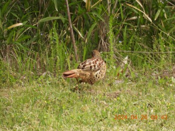 Chinese Bamboo Partridge 祖父江ワイルドネイチャー緑地 Fri, 4/26/2024