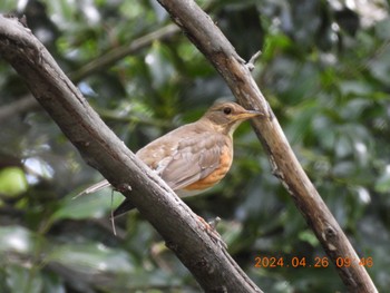 Brown-headed Thrush 祖父江ワイルドネイチャー緑地 Fri, 4/26/2024