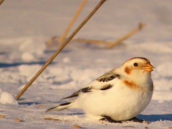 Snow Bunting 鵡川河口 Sun, 1/28/2024