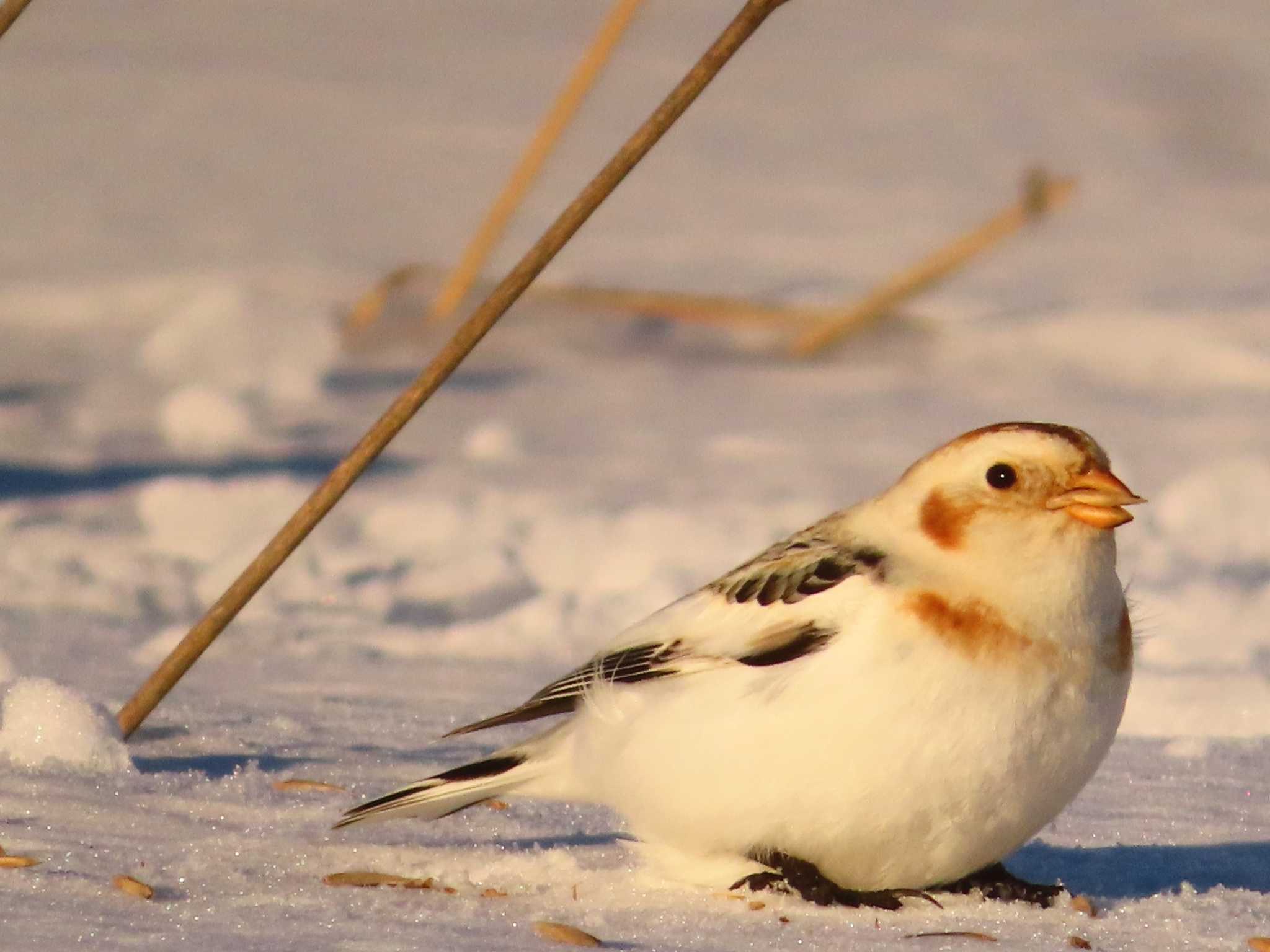 Photo of Snow Bunting at 鵡川河口 by ゆ